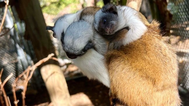 Photo: Chattanooga Zoo.