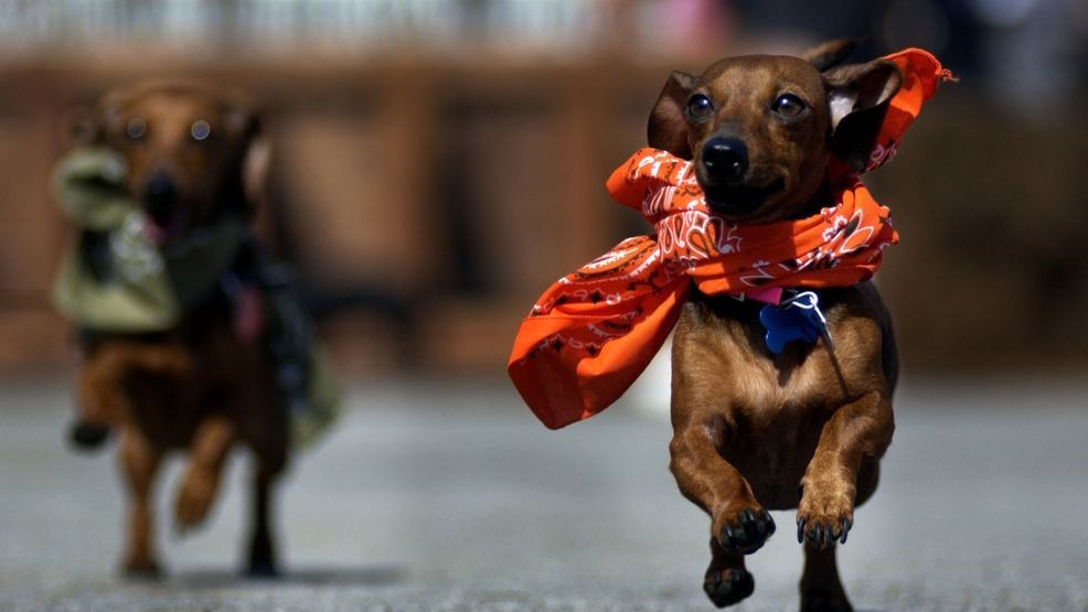 FILE - Little Bit, a 3-year-old dachshund, races to a first-place finish Saturday October 4, 2003, during the annual Wiener Dog Races on historic River Street in Savannah, Georgia. (Photo by Stephen Morton/Getty Images)