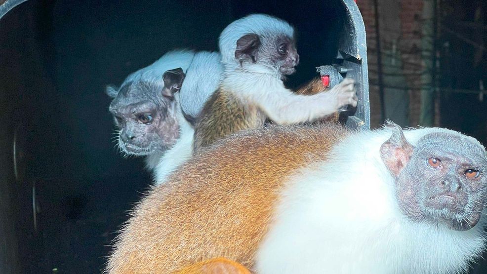 Image for story: Hello, world! Chattanooga Zoo welcomes critically endangered pied tamarin twins