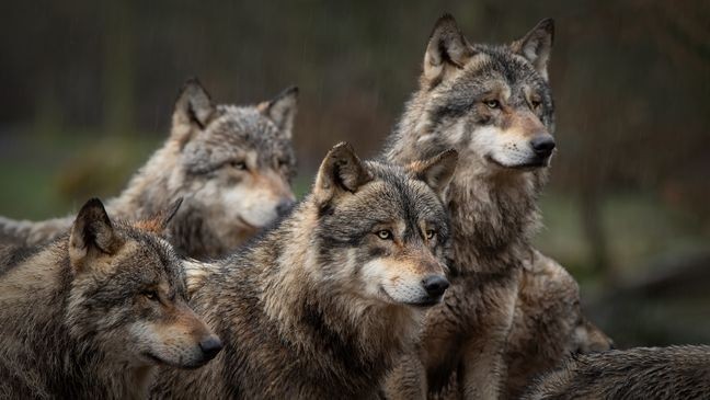 Wolves are being scared off by the sounds of humans arguing, including Adam Driver and Scarlett Johansson in "Marriage Story." (Photo by: Adobe Stock)