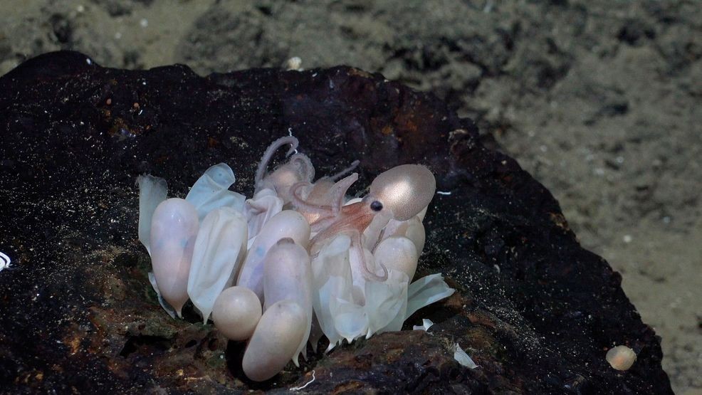 An octopus hatchling emerges from a group of eggs at a new octopus nursery, first discovered by the same team in June, at Tengosed Seamount, off Costa Rica. (Credit: Schmidt Ocean Institute)