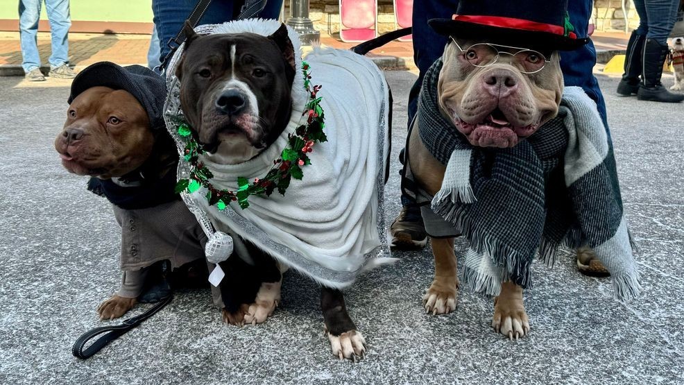 Image for story: 'Pet-tacular' Christmas photos