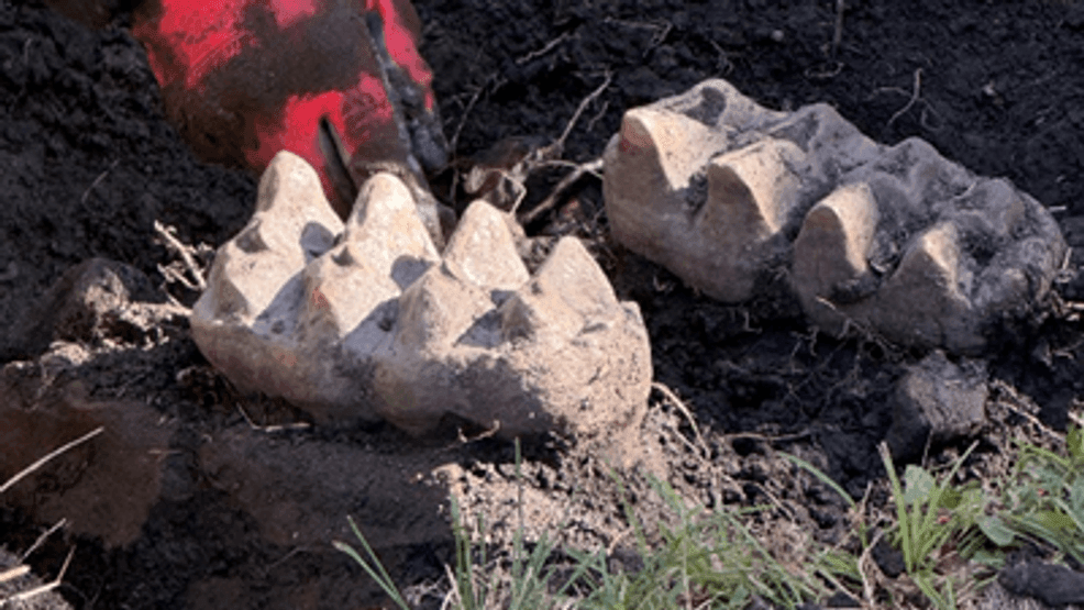 Rare Mastodon Jaw Discovered in Orange County (New York State Education Department)