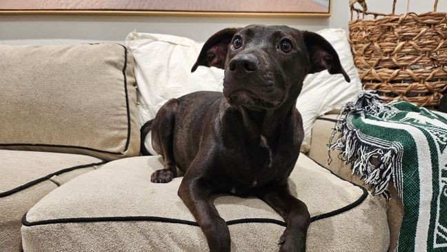 Raven, who sits on the edge of Dylan's couch, perks up her hears. She is available for adoption through Tuckerwrld.