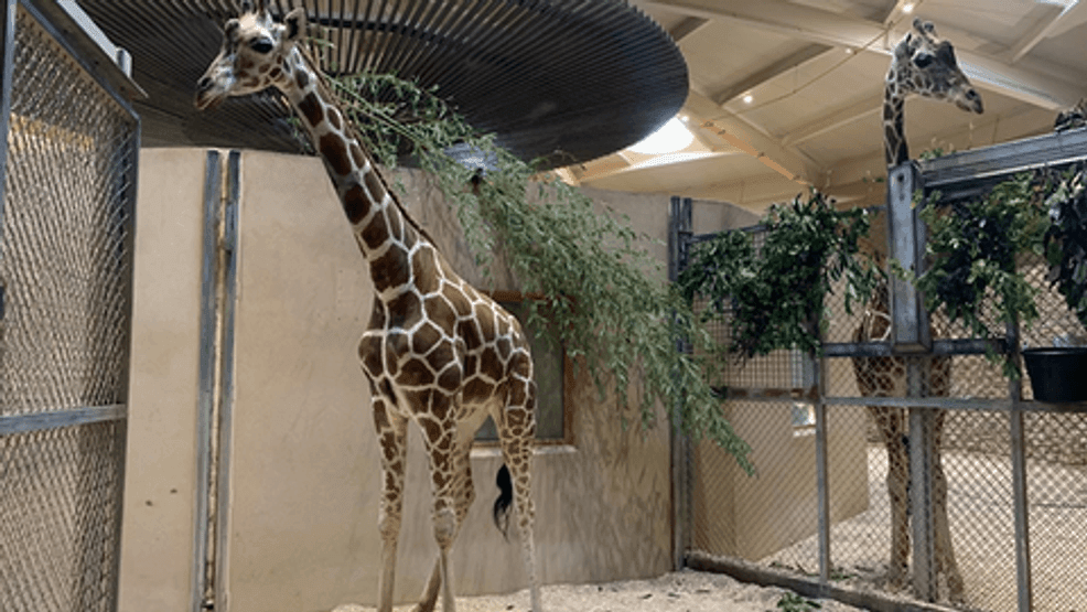 Image for story: Maryland Zoo welcomes new giraffe, and officials need help with her new name