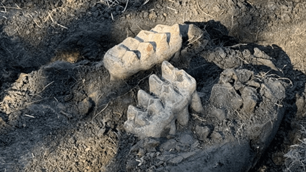 Image for story: Complete mastodon jaw discovered in New York backyard