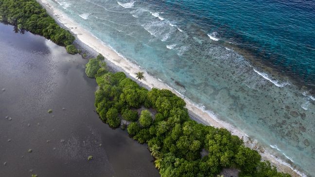 HITHADHOO, MALDIVES - DECEMBER 14: The Indian Ocean laps against Koattey wetlands on December 14, 2019 in Hithadhoo, Maldives. The neighbouring Koattey and Eydhigali Kilhi wetlands are among the largest wetlands in the Maldives and have become integral to the countrys EU and Australia-funded Climate Change Adaptation Project to preserve and manage the wetlands and utilise them as a natural defence against floods and rising seas. The wetlands can store several tens of million cubic meters of water, act as barriers against rising sea levels and flooding caused by extreme weather events, they also contribute to waste water management, groundwater recharge, freshwater storage, and purify water that flows through their systems. Plants found here are critical in controlling erosion. Along with coral reefs, wetlands are the primary defence that a small island nation like the Maldives has against climate change. (Photo by Carl Court/Getty Images)