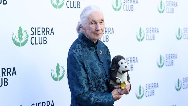 LOS ANGELES, CALIFORNIA - APRIL 02: Jane Goodall attends Sierra Club's 2025 Trail Blazers Ball on April 02, 2025 in Los Angeles, California. (Photo by Araya Doheny/Getty Images for Sierra Club)