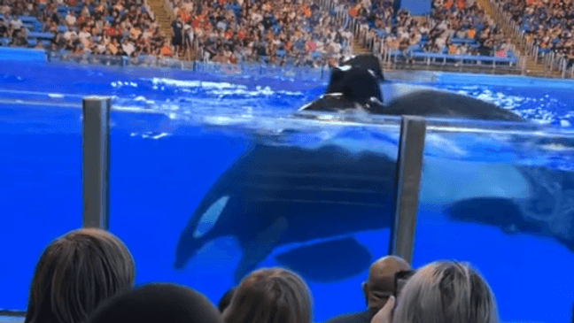 An Orca, or killer whale, splashed the audience with freshly-soiled water at a show held last week at SeaWorld San Antonio (Alex Bermudez via TikTok)