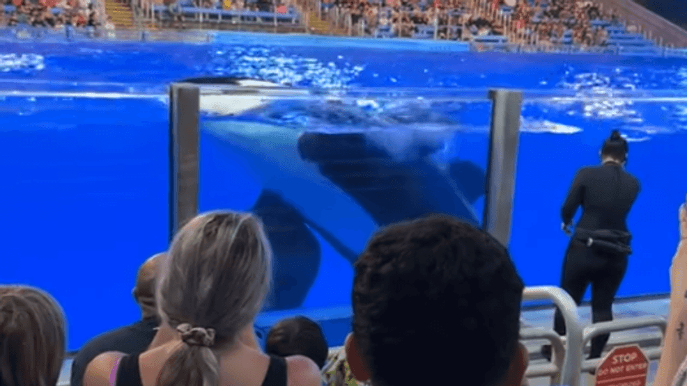 An Orca, or killer whale, splashed the audience with freshly-soiled water at a show held last week at SeaWorld San Antonio (Alex Bermudez via TikTok)