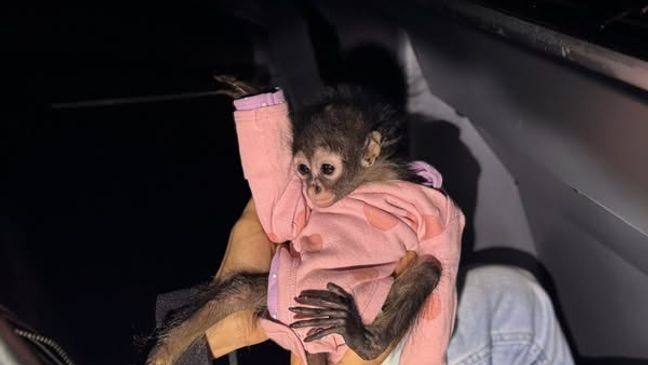 Baby spider monkey found in Rolls Royce Ghost after DUI arrest in Madera Co (Photo: CHP Madera)