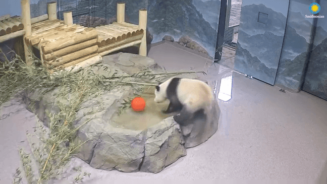 Pandas Bao Li and Qing Bao in quarantine at Smithsonian National Zoo. (Smithsonian National Zoo)