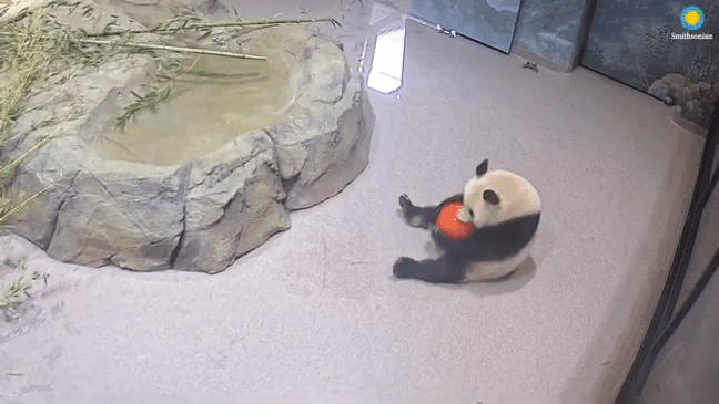 Pandas Bao Li and Qing Bao in quarantine at Smithsonian National Zoo. (Smithsonian National Zoo)