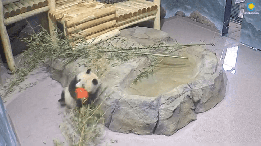 Let the good times roll!: New video shows pandas at Smithsonian National Zoo