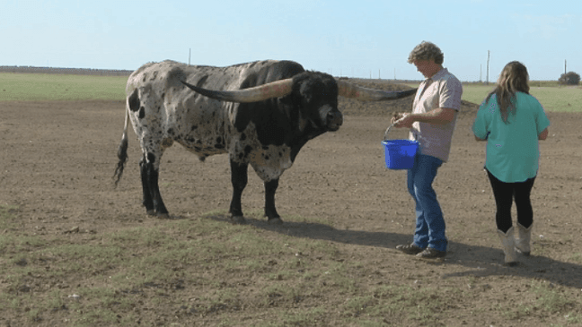 Jason and Barbara giving Jest A Cowboy well-earned snacks.   (Jose Alcala/KVII)