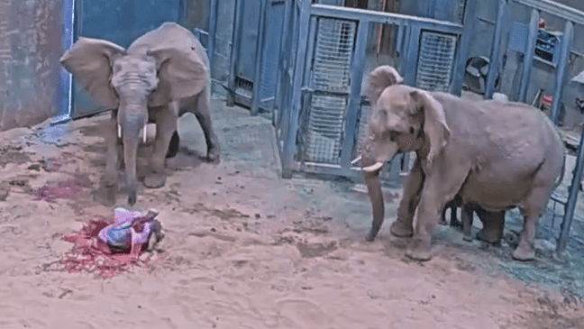 CAUGHT ON CAMERA: Moment baby elephant is born at Fresno Chaffee Zoo (Video: Fresno Chaffee Zoo)