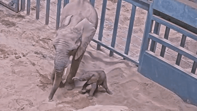 CAUGHT ON CAMERA: Moment baby elephant is born at Fresno Chaffee Zoo (Video: Fresno Chaffee Zoo)