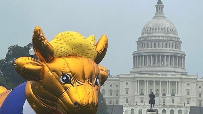 A 15-foot inflatable golden calf depicting Donald Trump briefly went up on the National Mall near the U.S. Capitol Building in D.C. on Oct. 2, 2024. (John Lewis/7News)