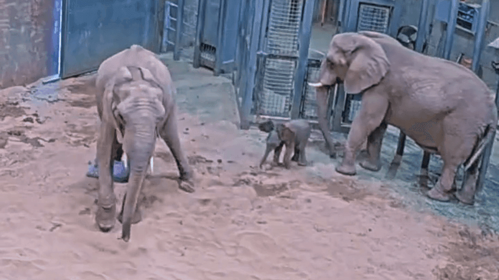 CAUGHT ON CAMERA: Moment baby elephant is born at Fresno Chaffee Zoo (Video: Fresno Chaffee Zoo)