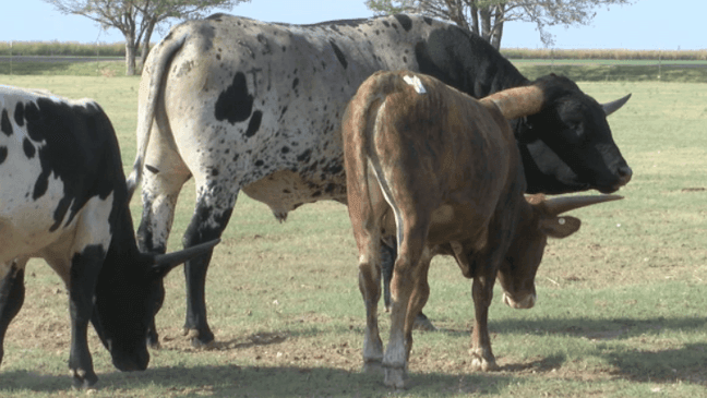 Jest A Cowboy spending time with other long horns.   (Jose Alcala/KVII)