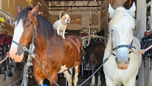 Goose presumably picked up his love of riding while working with downtown carriage horses in Chattanooga. Photo from Linda Sparks.