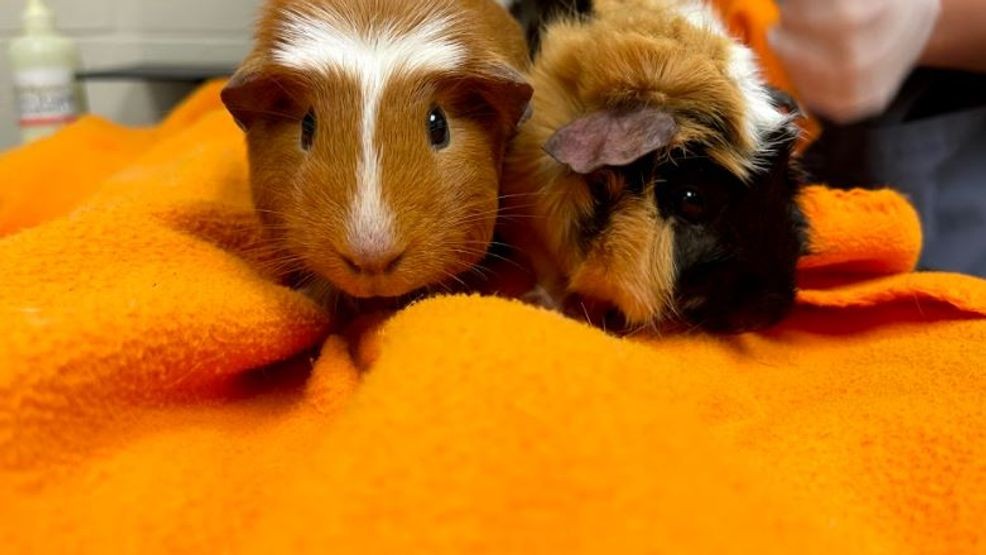 Image for story: Denmark zoo invites people to donate pets as predator meals