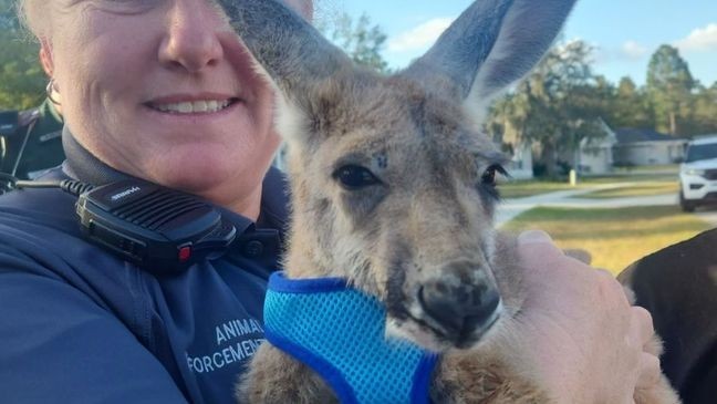 The Hernando County Sheriff's Office (HCSO) said the unusual search started near J.D. Floyd Elementary School after the kangaroo — wearing a blue harness and a diaper — was reportedly last seen hopping toward Plantation Palms. (HCSO) 