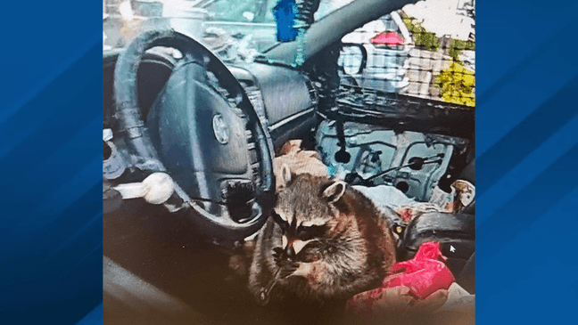 Image provided by Springfiled Township Police Department showing a raccoon with a meth pipe in its mouth.