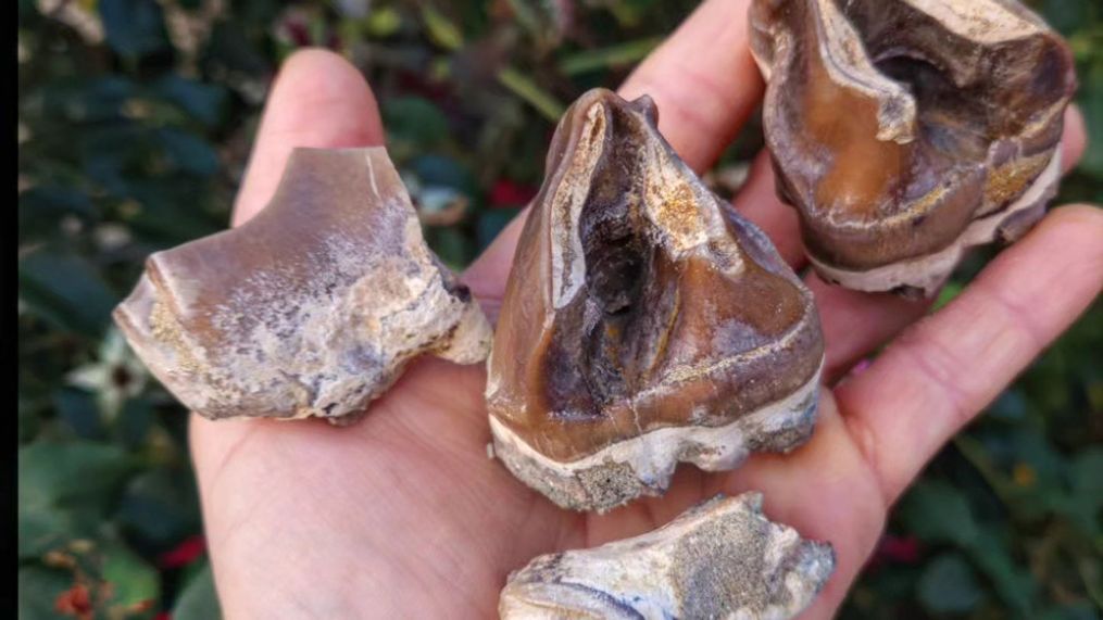 Local paleontologists find 20 million-year-old rhinoceros fossils in South Carolina. (Photo courtesy of Palmetto Fossil Excursions)