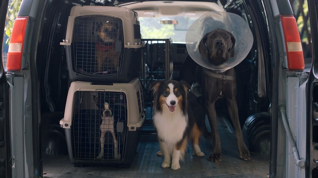 (from top left) Reggie (Will Ferrell), (bottom left) Bug (Jamie Foxx), Maggie (Isla Fisher) and Hunter (Randall Park) in Strays, directed by Josh Greenbaum. (Photo: Universal Pictures)