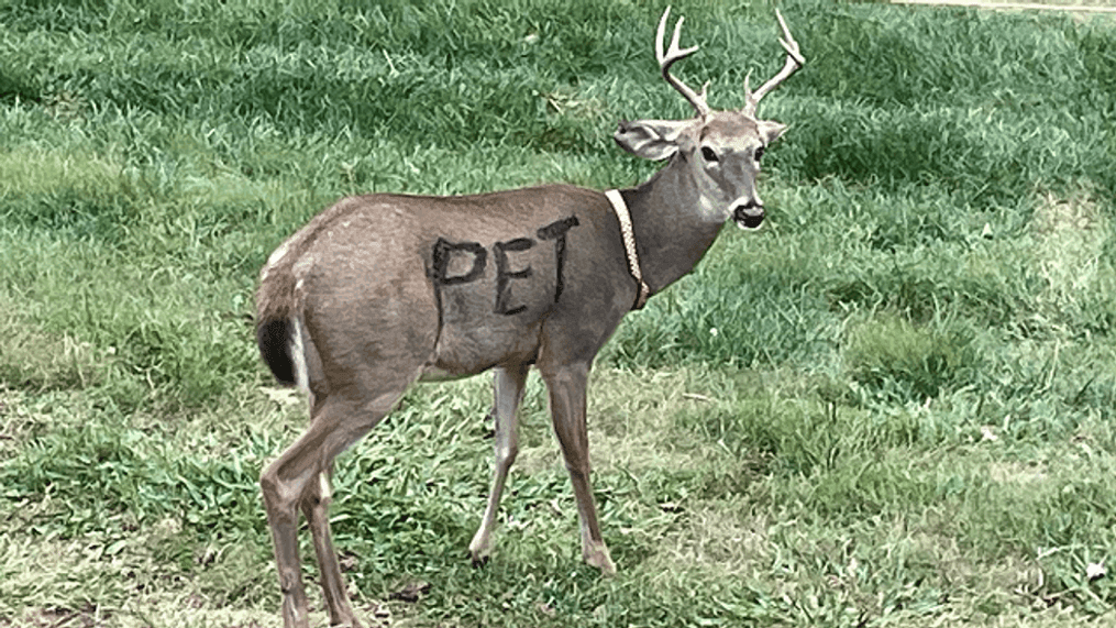 Deer adorned with the word "PET" and a collar,{&nbsp;}Sept. 27, 2023. (Missouri Dept. of Conservation via Jefferson Co. Sheriff’s Office)