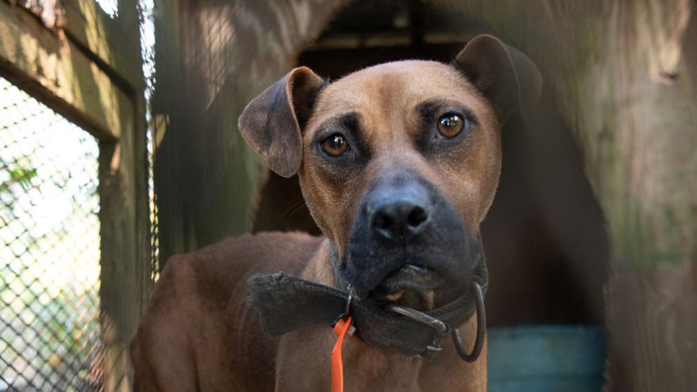 The Humane Society of the United States assists federal authorities in rescuing dogs from an alleged dogfighting operation throughout multiple properties in South Carolina. Photo by Meredith Lee/The HSUS