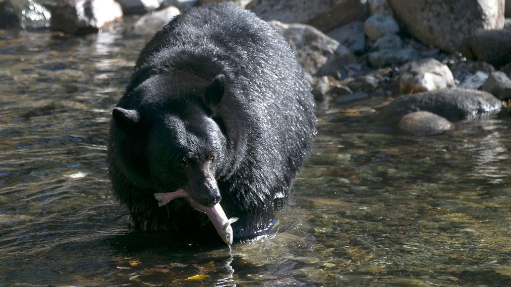 FILE - A Black Bear eats a Kokanee salmon it caught in the Taylor Creek Tuesday, Oct. 24, 2017, in South Lake Tahoe, Calif. (AP Photo/Rich Pedroncelli, File)