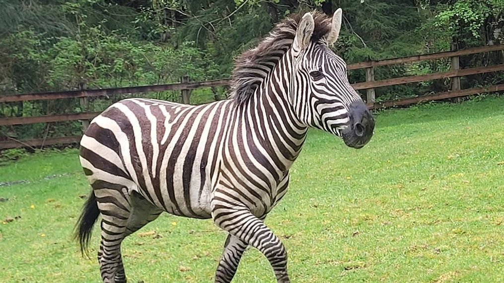 This image provided by the Washington State Patrol shows a zebra who got loose on Sunday, April 28, 2024, when the driver stopped at the Interstate 90 exit to North Bend, Wash., to secure the trailer in which they were being carried. (Rick Johnson/Washington State Patrol via AP)