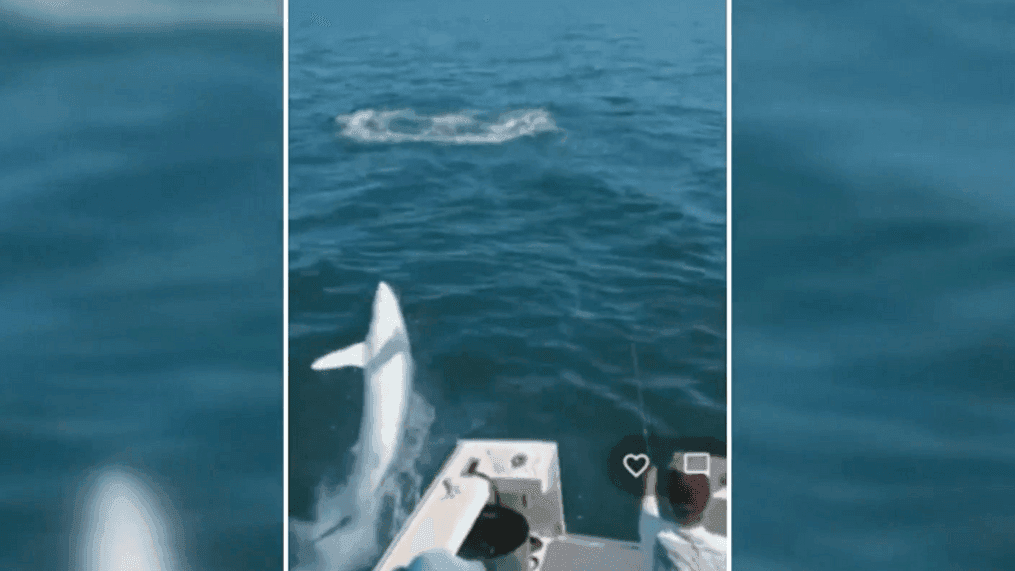 'I just held my breath': Video shows shark jumping into charter boat (Photo: Captain David Sinclair)