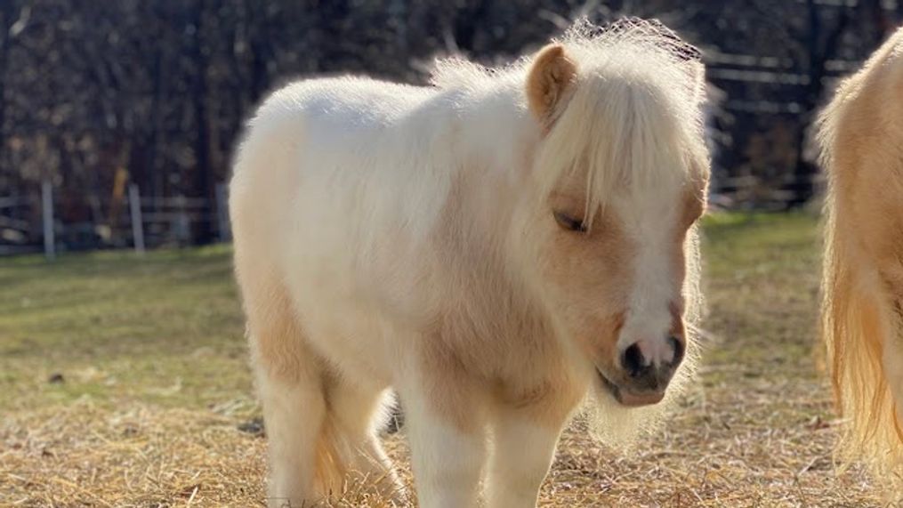 Rescued Massachusetts miniature horse a Cadbury Bunny contender (Photo courtesy of Lifting Spirits Miniature Therapy Horses)