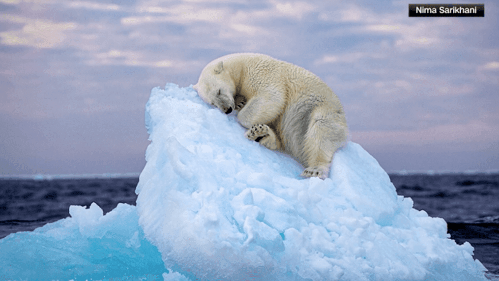 Sleeping polar bear on an iceberg in "Ice Bed" (Photo:{&nbsp;}Nima Sarikhani/Natural History Museum London){&nbsp;}
