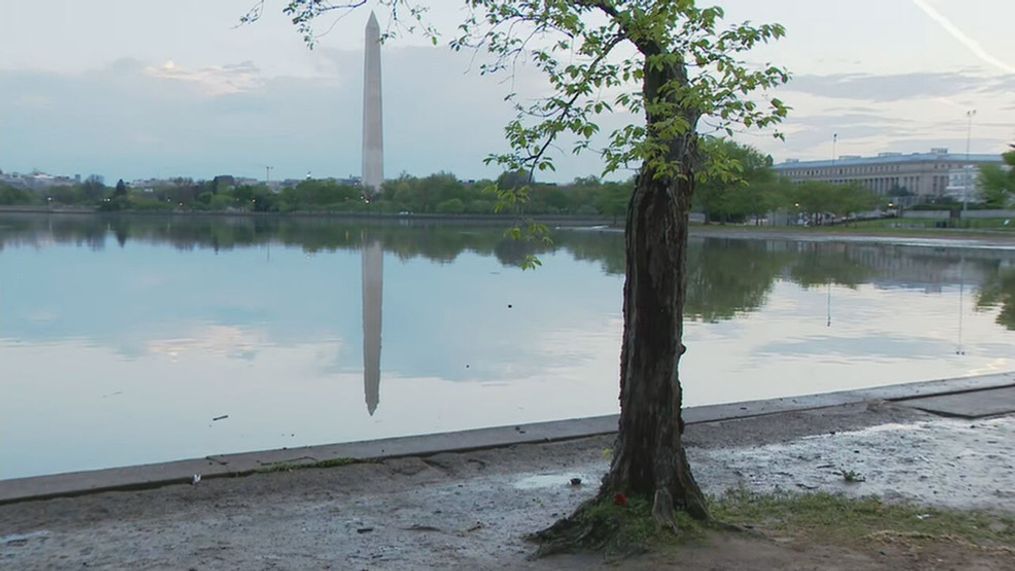 A Monday, April 15, 2024, photo of Stumpy the cherry tree. (7News)