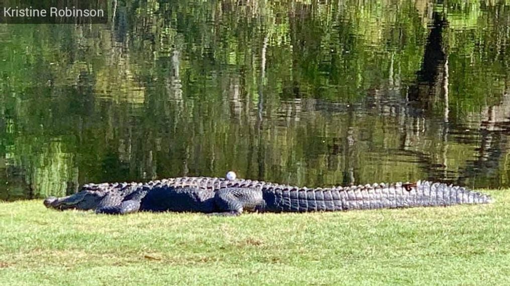 In something almost out of Happy Gilmore, golfer David Ksieniewicz said his ball came to a rest neatly atop the back of a roughly 7-foot alligator while playing a round at Okatie's Spring Island Club on Monday, April 5. (Kristine Robinson)