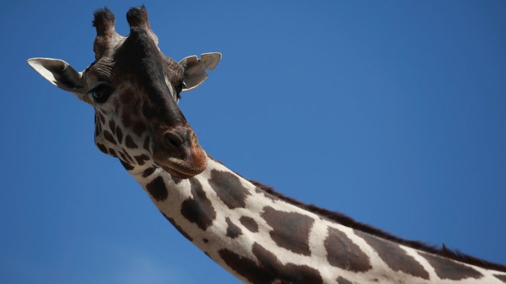 Benito the giraffe looks out from his enclosure at the city run Central Park, in Ciudad Juarez, Mexico, Tuesday, June 13, 2023.{&nbsp;} (AP Photo/Christian Chavez)