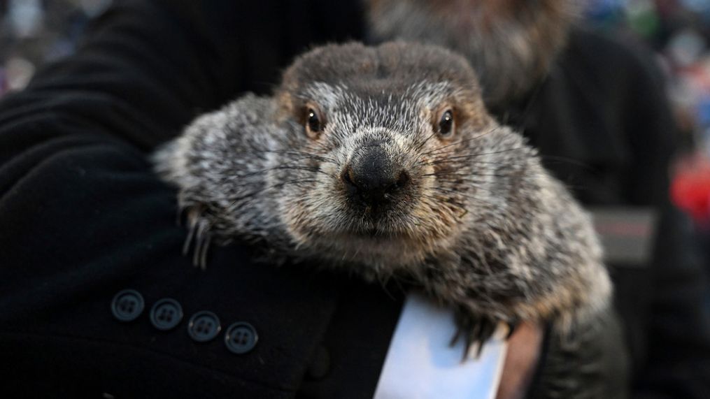 Groundhog Club handler A.J. Dereume holds Punxsutawney Phil, the weather prognosticating groundhog, during the 137th celebration of Groundhog Day on Gobbler's Knob in Punxsutawney, Pa., Thursday, Feb. 2, 2023. (AP Photo/Barry Reeger)