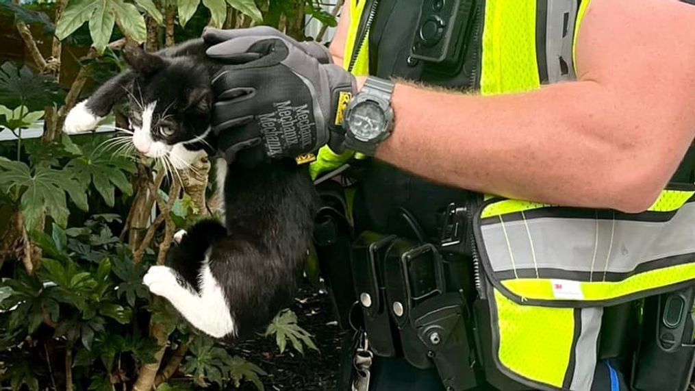 A police officer in Charleston, South Carolina rescued this cat on a bridge. (Photo: Charleston Police Department){&nbsp;}{p}{/p}