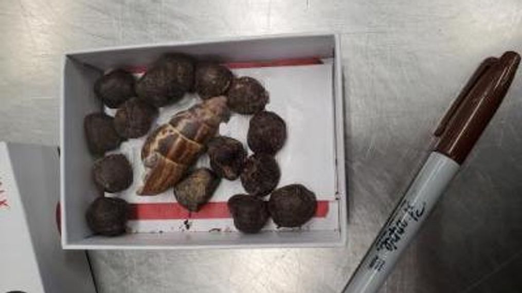 Passenger caught with box full of giraffe poop at Minnesota airport (CBP)