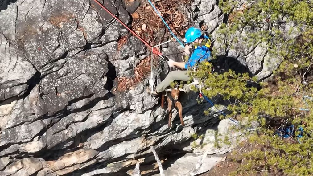 Tennessee crews get their goats in rocky ridgeside rescue (Image via Waldens Ridge Emergency Services)