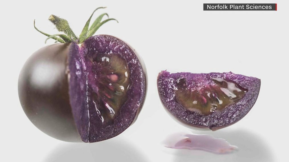 USDA approves genetically modified purple tomatoes (CNN Newsource)