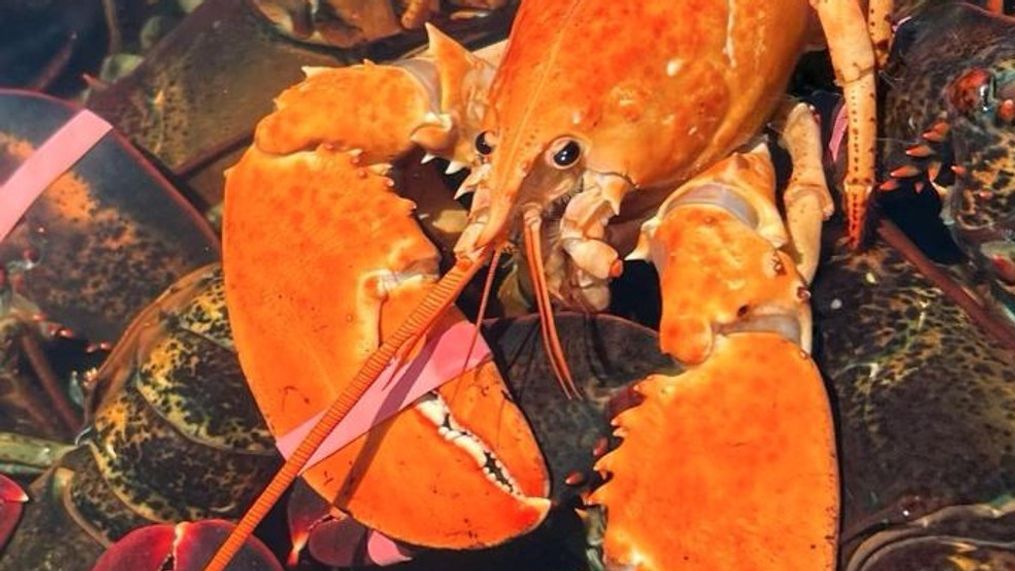 A lobsterman working out of Portland caught his third rare orange lobster in a week on Thursday. (Harbor Fish Market)