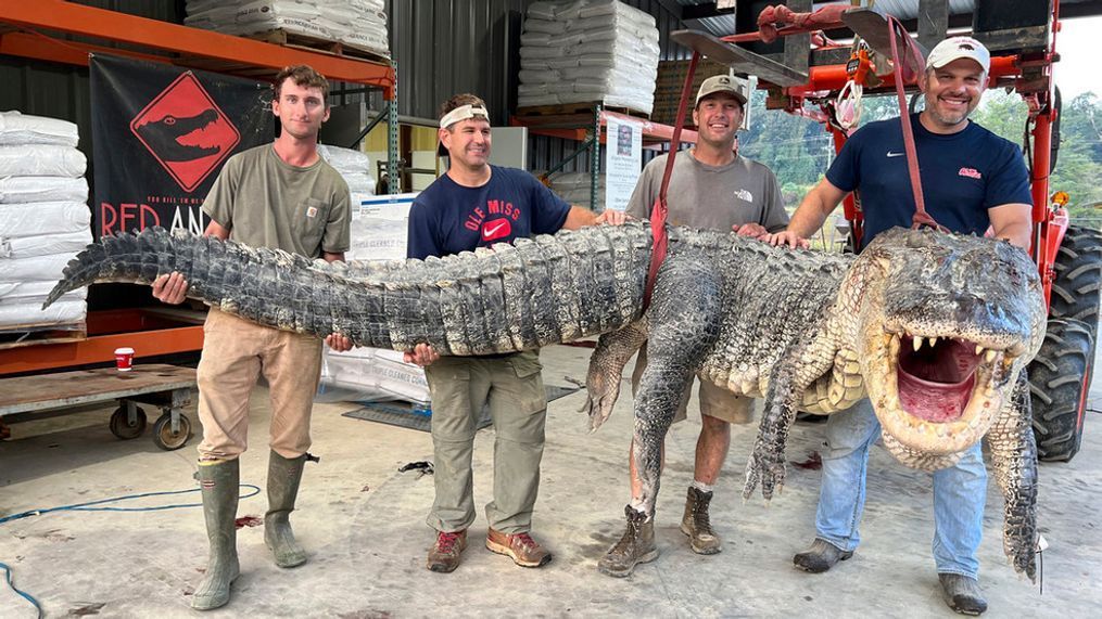 FILE - This photo provided by Red Antler Processing shows the alligator sport hunting team made up of, from left, Tanner White, tag-holder Donald Woods, Will Thomas and Joey Clark as they hoist, with the help of a forklift, the longest alligator officially harvested in Mississippi, Saturday, Aug. 26, 2023. (Shane Smith/Red Antler Processing via AP)