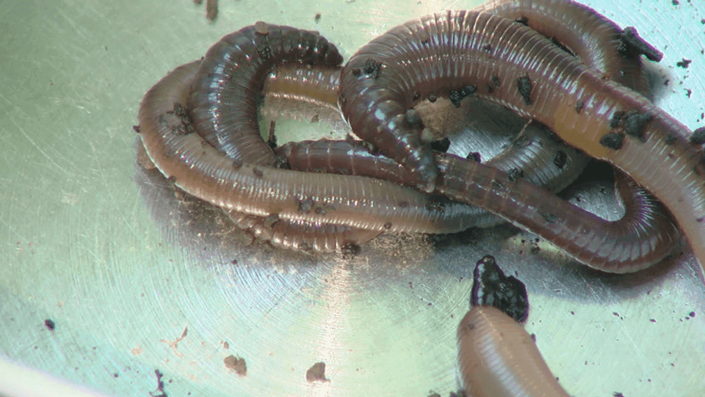 Invasive jumping worm spreads to 15 states in Midwest (WKRC)