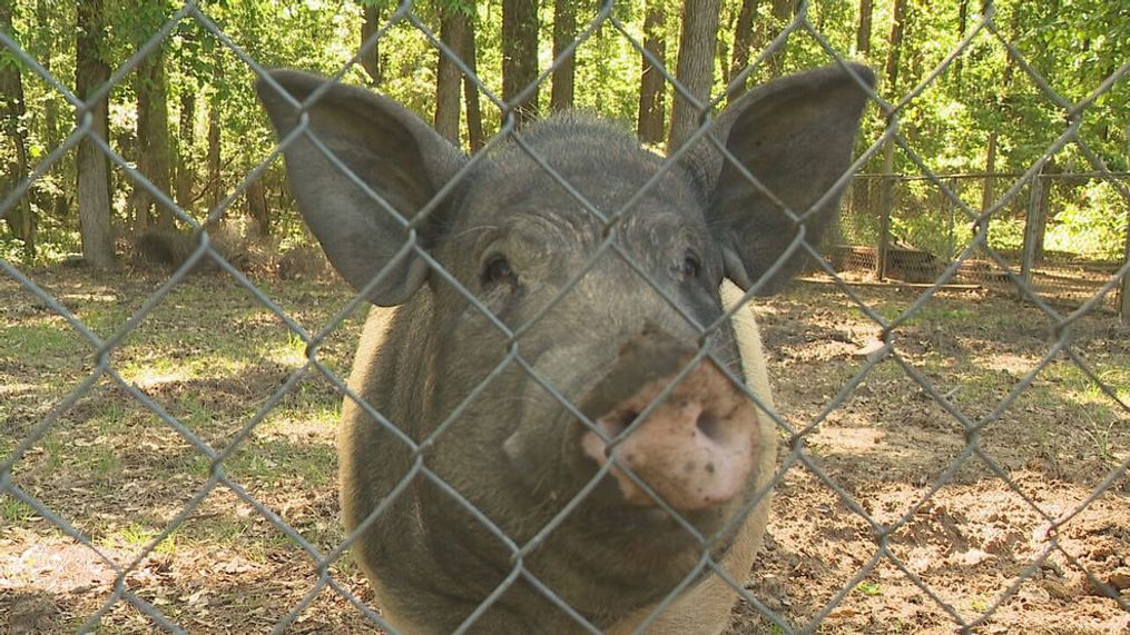 Arkansas residents say hog named 'Piggy Pig' is damaging neighborhood property (KATV)