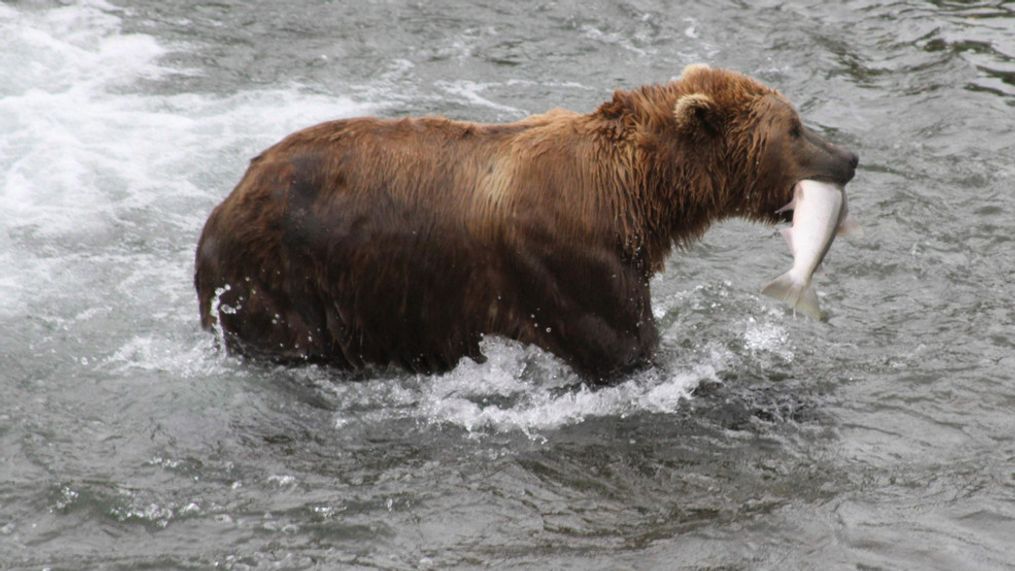 FILE - In this July 4, 2013, file photo, a brown bear walks to a sandbar to eat a salmon it had just caught at Brooks Falls in Katmai National Park and Preserve, Alaska. (AP Photo/Mark Thiessen, File)